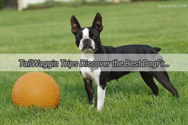 TailWaggin Trips Discover the Best DogFriendly Destinations in Sanya